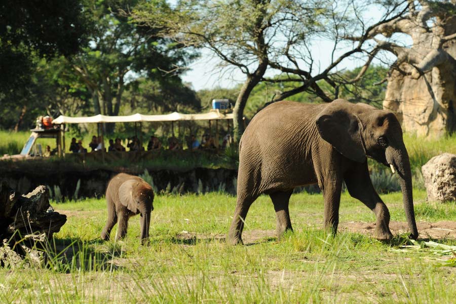 Elephant Calf Born at Disney’s Animal Kingdom - Orlando Tickets, Hotels