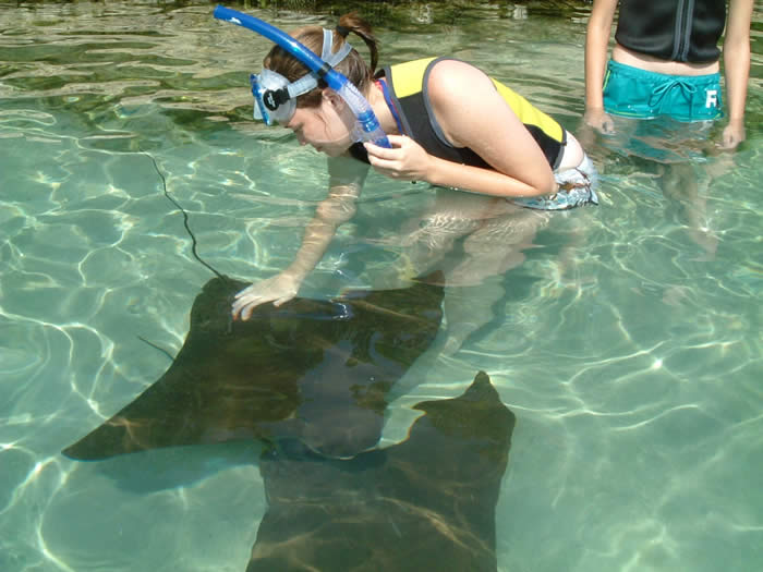 discovery cove sharks